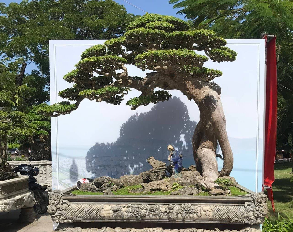 Triển lãm năm nay xuất hiện nhiều cây duối bonsai dáng cực đẹp.