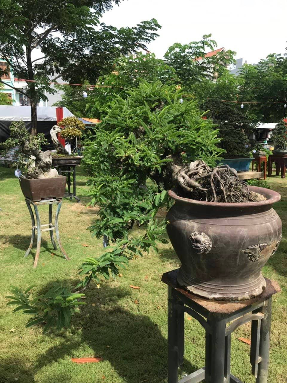 Me cổ của nghệ nhân Hải bonsai.