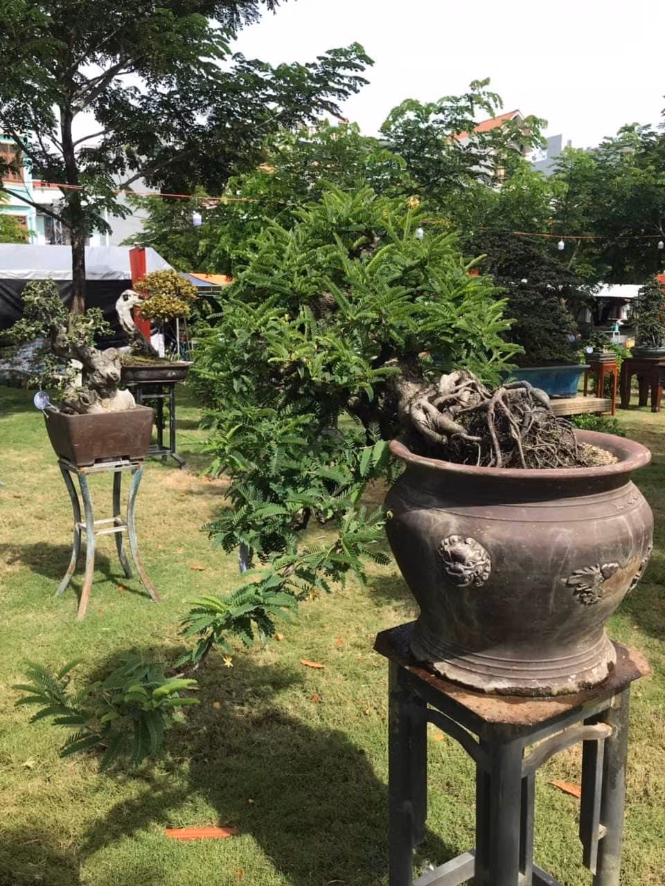 Me cổ của nghệ nhân Hải bonsai.