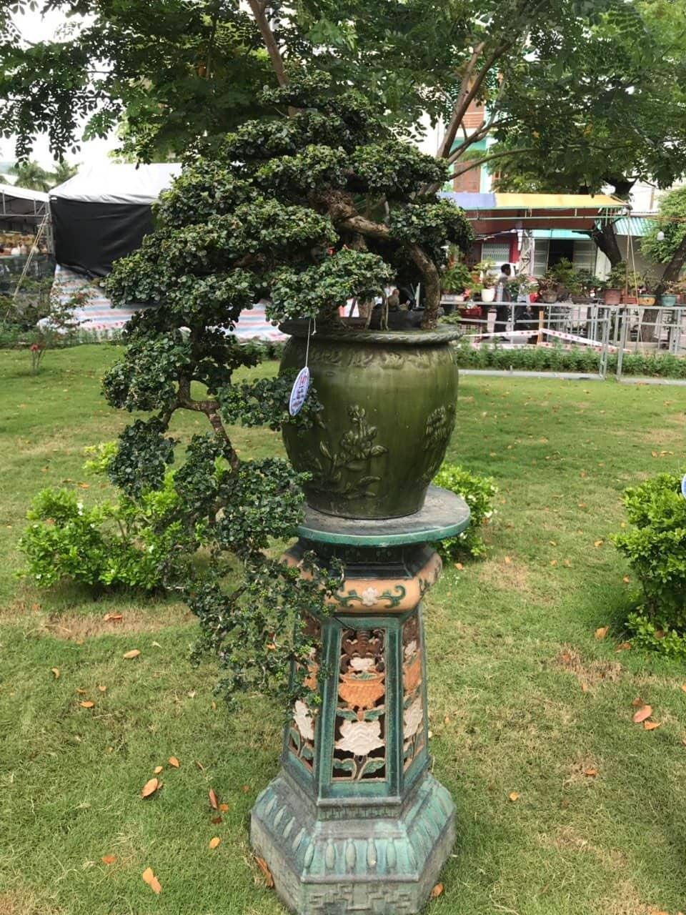 Sam núi dáng đổ.