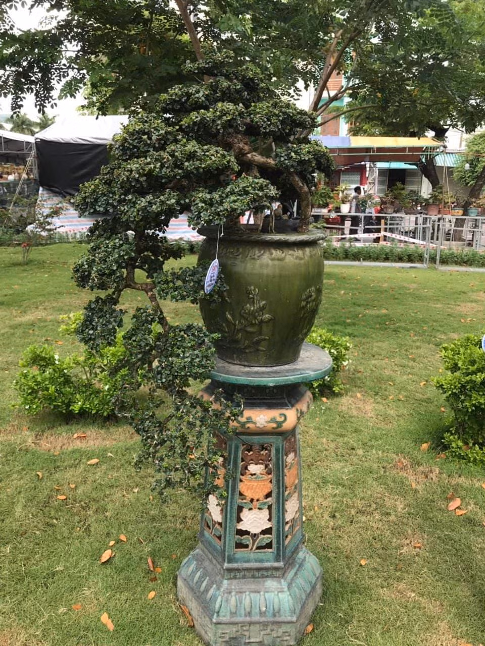 Sam núi dáng đổ.