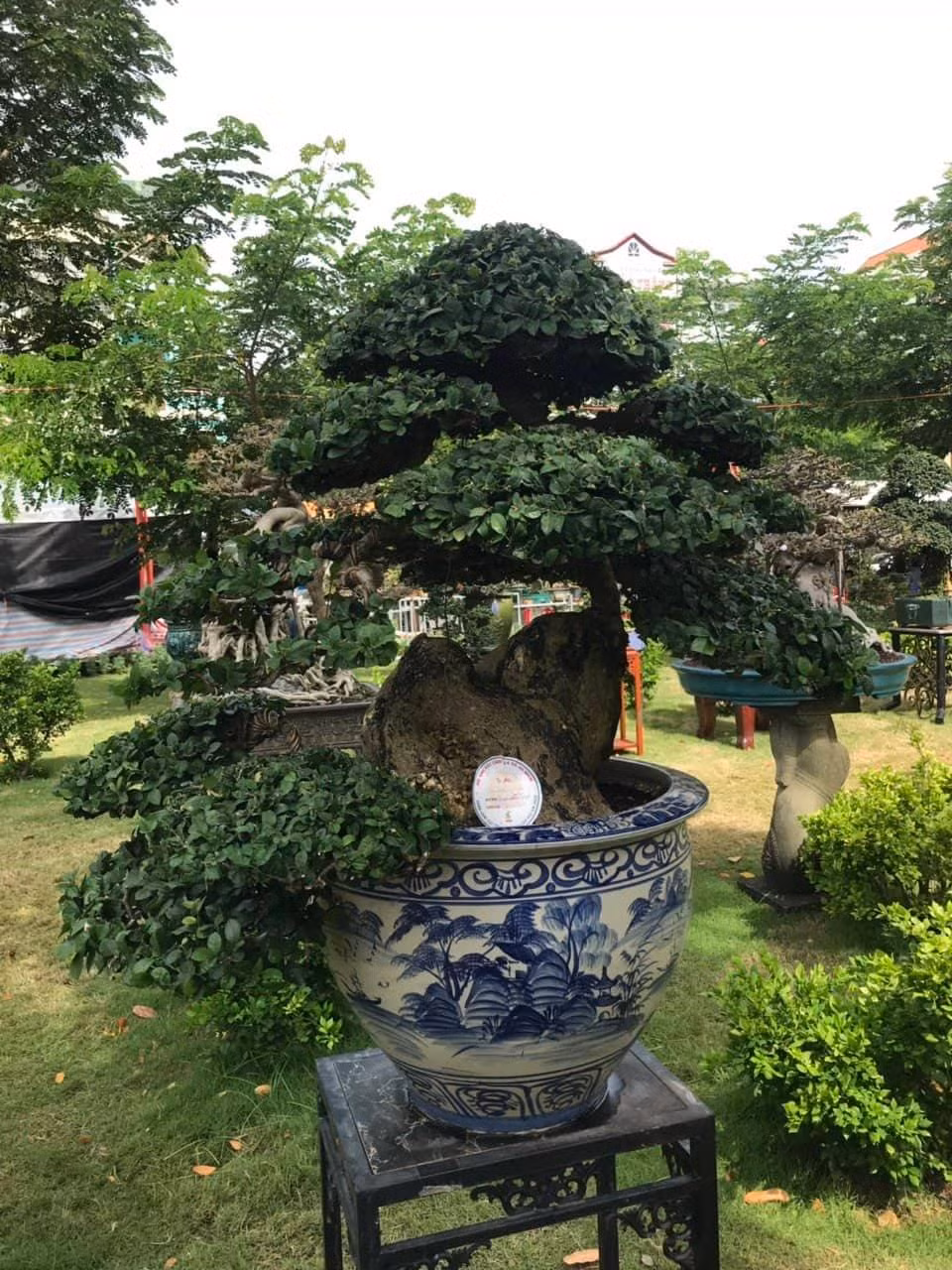 Cây duối của nghệ nhân đến từ thị xã An Nhơn, tỉnh Bình Định.