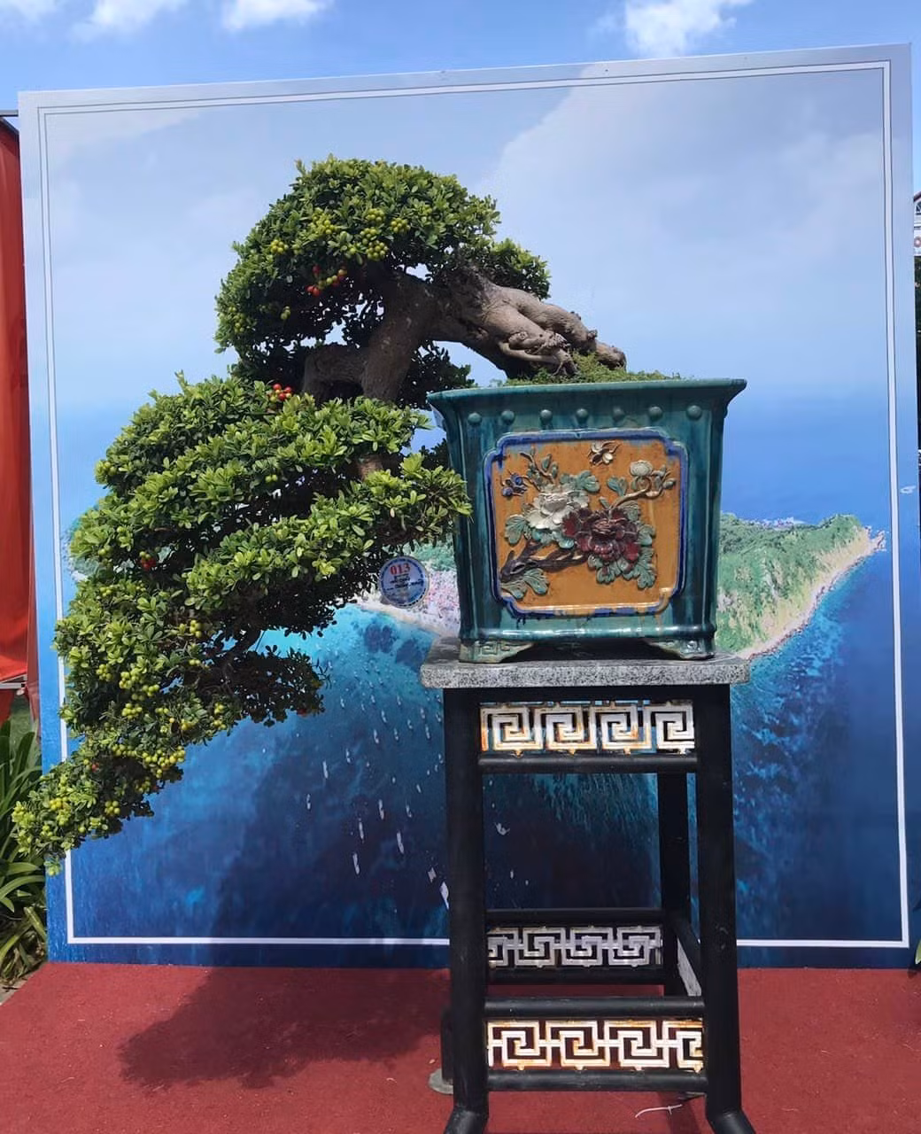 Một cây Hải Châu có dáng tuyệt đẹp