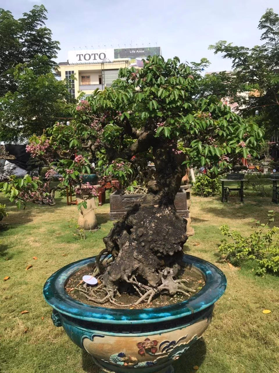 Một gốc khế cổ đã đơm bông.