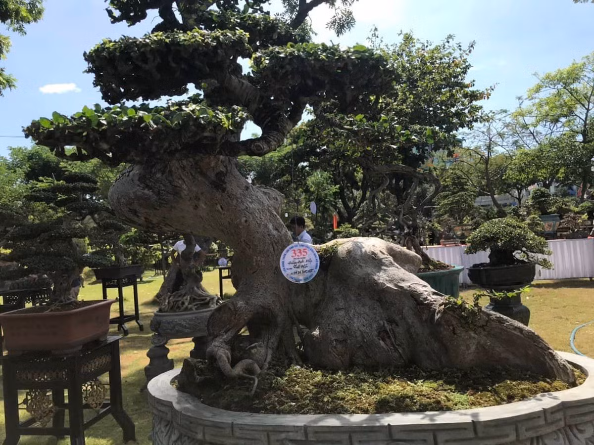 Một gốc duối cổ thụ.