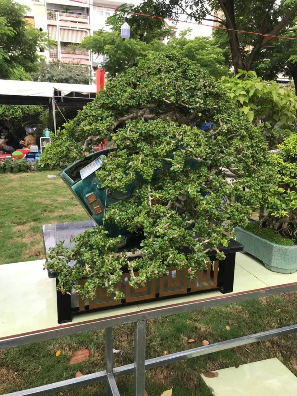 Tác phẩm Sam trái của một nhà vườn Phù Cát.