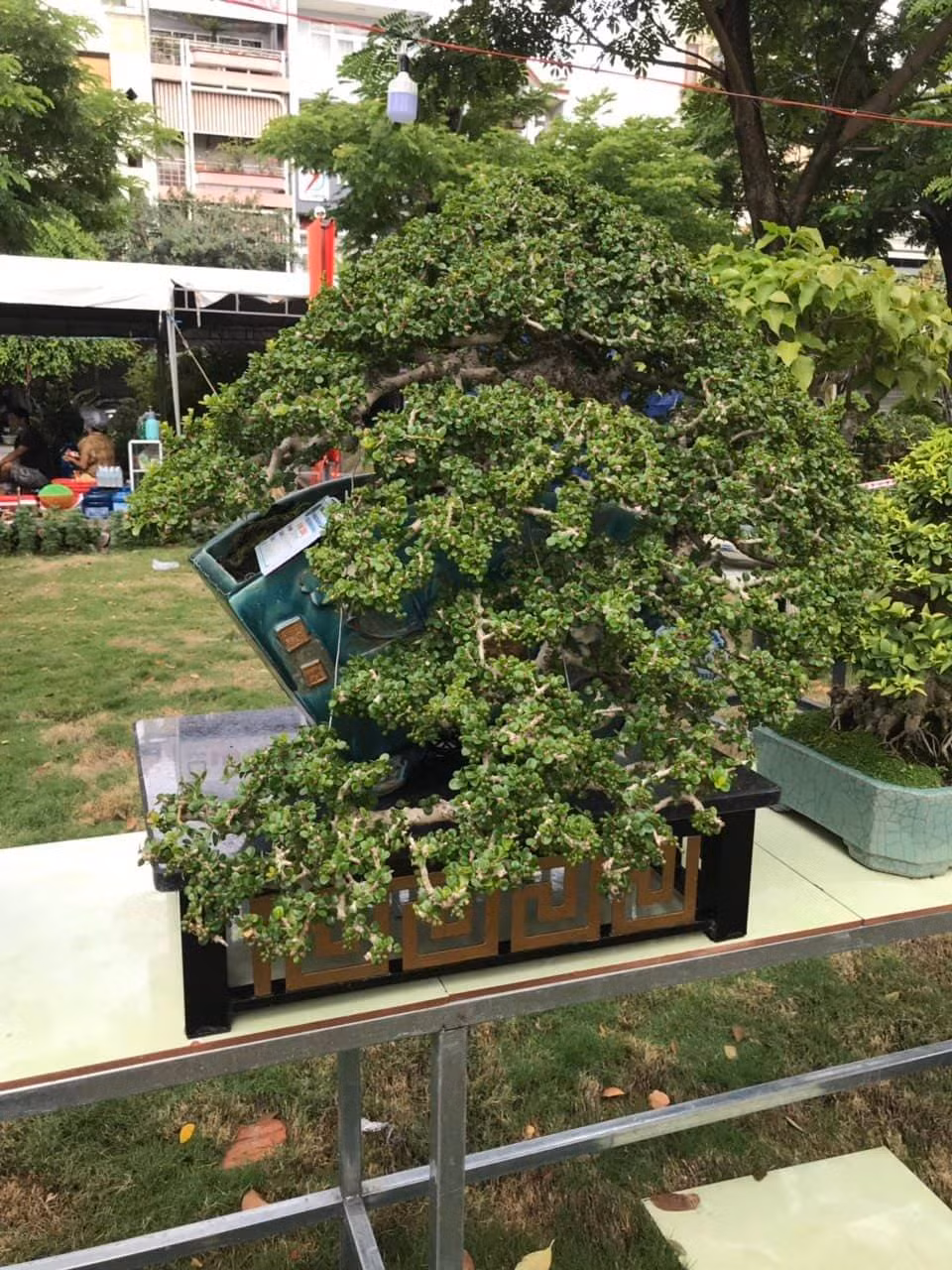 Tác phẩm Sam trái của một nhà vườn Phù Cát.