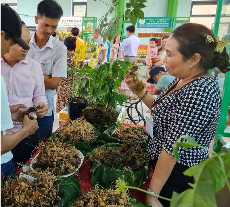 Le hoi sam Ngoc Linh: 3 ngay thu duoc gan 9,5 ty dong-Hinh-2