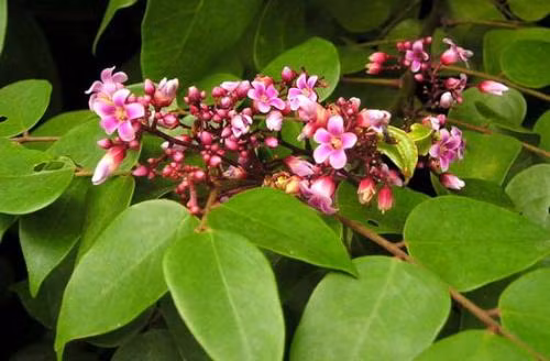 Bài thuốc từ lá cây chữa hăm tã cho bé mùa hè - Hình 2 Bai thuoc tu la cay chua ham ta cho be mua he-Hinh-2