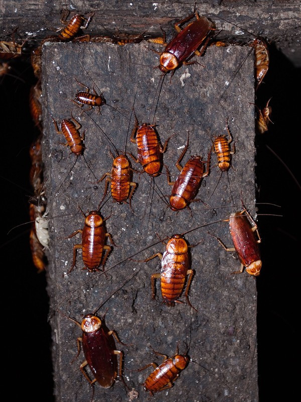 Tuy nhiên, những chú gián trong hang Gomantong không chỉ thưởng thức phân dơi. Chú dơi nào không may xấu số trượt chân ngã xuống cũng trở thành món ăn ưa thích và bị tiêu hóa đến từng mảnh xương nhỏ của hàng triệu triệu con gián nơi đây.