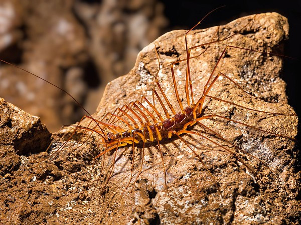 Cuối cùng, nếu bạn vẫn cảm thấy sự ghé thăm của gián, dơi là bình thường thì hãy vui vẻ đón nhận lời chào mừng của bọ cạp, rắn hay rết Scutigera. Vết cắn của loài rết xuất xứ từ Địa Trung Hải này sẽ khiến bạn đau nhức tới tận óc.