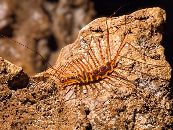 Cuối cùng, nếu bạn vẫn cảm thấy sự ghé thăm của gián, dơi là bình thường thì hãy vui vẻ đón nhận lời chào mừng của bọ cạp, rắn hay rết Scutigera. Vết cắn của loài rết xuất xứ từ Địa Trung Hải này sẽ khiến bạn đau nhức tới tận óc.