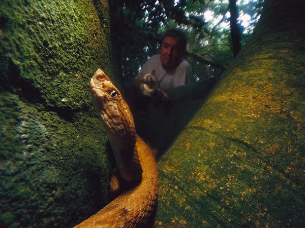 Nhiều người thắc mắc rằng tại sao ở vùng đảo ngoài khơi lại có loài rắn đáng sợ đến vậy. Giả thuyết được nhiều người chấp nhận là cách đây khoảng 11.000 năm, mực nước biển đã dâng cao, chia cắt đảo Ilha de Queimada ra khỏi Brazil khiến những con rắn trên đảo chỉ có nguồn thức ăn hạn chế là chim di cư. Tuy nhiên, chúng đôi khi phải chờ đến một ngày để nọc độc phát huy tác dụng, do đó các con rắn đã tiến hóa để có nọc độc mạnh, đủ giết chết con mồi ngay tức khắc. Hiện, hải quân Brazil đã ban lệnh cấm không cho bất cứ cư dân nào đến vùng đất nguy hiểm này.