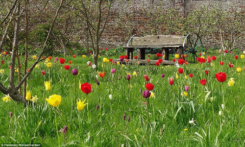 Vườn Physic với những bông hoa tulip đầy màu sắc rực rỡ.