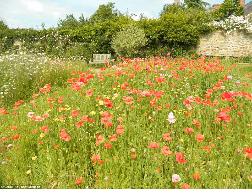 Cánh đồng hoa hồng tuyệt đẹp ở vườn The Secret Walled. Bạn cũng có thể thưởng thức vẻ đẹp của những bông hoa anh túc.
