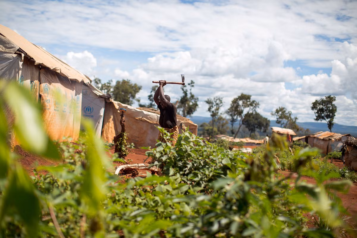 Người tị nạn này đang chặt cây làm củi đốt, Nguồn nhiên liệu đang ngày càng cạn kiệt tại khu trại.