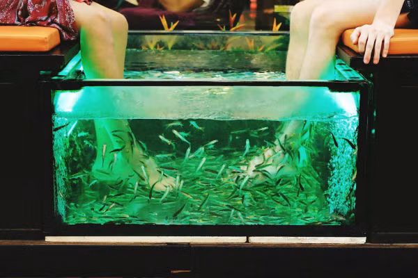 Dịch vụ massage bằng cá “nở rộ” trong những năm gần đây ở Thái Lan.