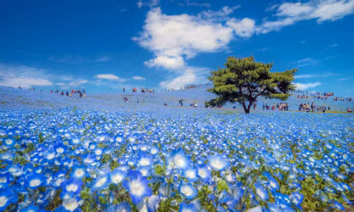 Khung cảnh mùa xuân ở Nhật Bản. Trong ảnh, người dân đang bị bộ giữa cánh đồng hoa Nemophila ở công viên Hitachi, Ibaraki.