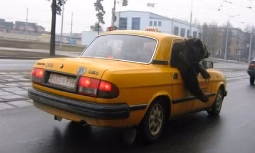 Gấu cũng là một “công dân” ở nước Nga. Chúng có thể đi taxi.