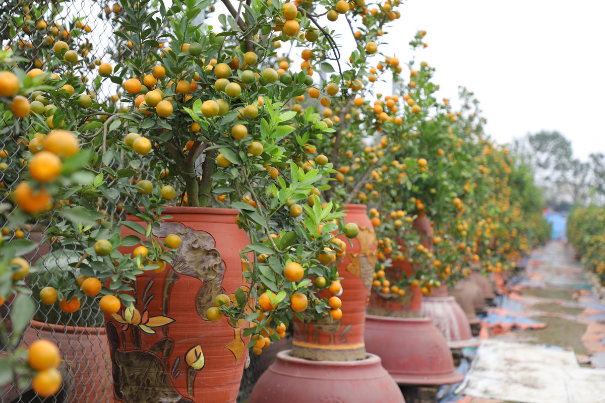 Những cây quất lớn hơn có giá từ trên 2 triệu đến hàng chục triệu đồng, tuỳ vào độ tuổi, thế, kiểu dáng của cây.