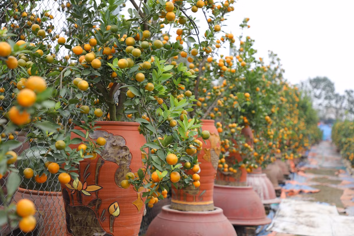 Những cây quất lớn hơn có giá từ trên 2 triệu đến hàng chục triệu đồng, tuỳ vào độ tuổi, thế, kiểu dáng của cây.