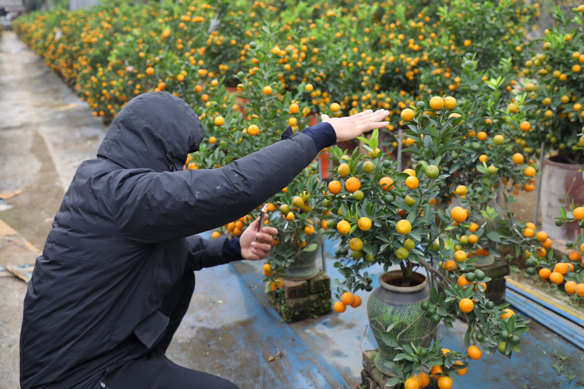 Anh Nguyễn Quang Huy (Tây Hồ, Hà Nội) cho biết: "Thị trường quất cảnh năm nay đẹp hơn năm ngoái. Sở thích của tôi là chơi những cây quất cỡ nhỏ, năm nào tôi cũng mua khoảng 4 đến 5 cây trang trí các phòng cho căn nhà tràn ngập không khí Tết."