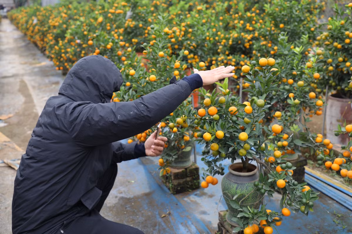 Anh Nguyễn Quang Huy (Tây Hồ, Hà Nội) cho biết: "Thị trường quất cảnh năm nay đẹp hơn năm ngoái. Sở thích của tôi là chơi những cây quất cỡ nhỏ, năm nào tôi cũng mua khoảng 4 đến 5 cây trang trí các phòng cho căn nhà tràn ngập không khí Tết."