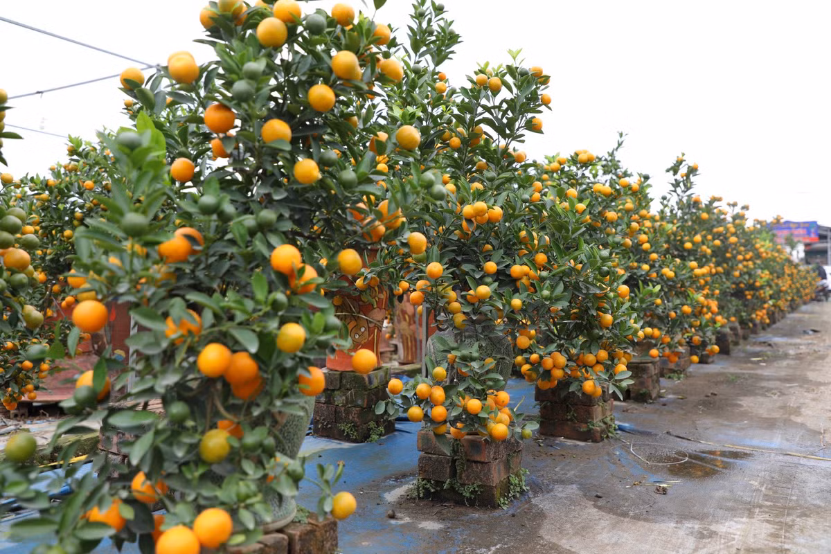 Làng quất cảnh Tứ Liên có đủ các loại quất như quất bonsai, quất chum, quất kí đá... Theo các chủ vườn, quất cảnh năm nay giá tăng hơn một chút so với năm trước. Cây quất bonsai mini có giá giao động từ 0,8 - 1 triệu đồng/cây.