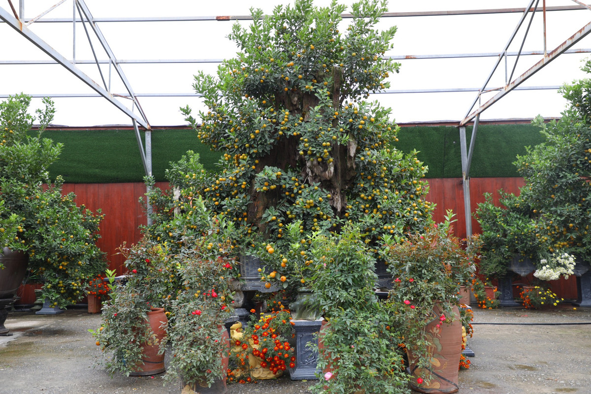 Một nhà vườn tại làng quất Tứ Liên bày bán "siêu phẩm" quất cảnh chiều cao hơn 3m, có tới gần nghìn quả, được chào giá lên đến 65 triệu đồng.