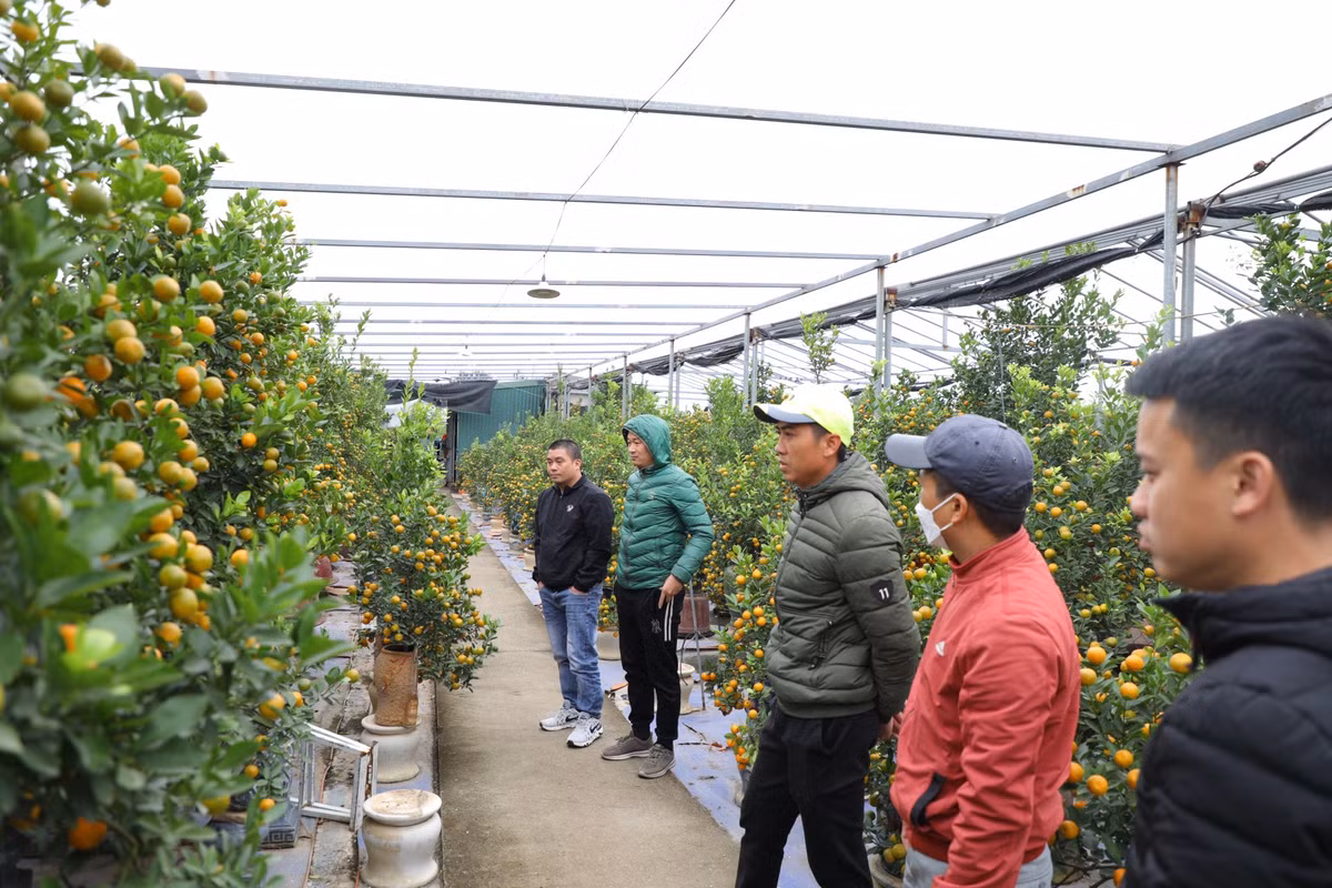 Anh Phạm Anh Tú (chủ một nhà vườn tại tại làng Tứ Liên) chuẩn bị tung ra thị trường khoảng hơn 700 gốc quất cho biết: "Năm nay thời tiết tương đối thuận lợi, nhưng nếu có mưa nữa thì quất sẽ phát triển tốt hơn. Dịch bệnh đã được kiểm soát tốt, kinh tế người dân ổn hơn nên nhiều người đã đi mua quất từ sớm. Hiện khoảng 1/3 vườn đã được khách đặt và mua."