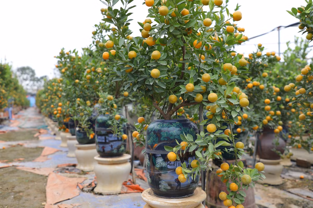 Theo ghi nhận của PV, sáng ngày 29/12, các nhà vườn trồng quất tại làng Tứ Liên đang tất bật với những công đoạn chuẩn bị cuối cùng, lượng người dân tới mua đã khá nhộn nhịp. Thời điểm hiện tại, các nhà vườn đã sẵn sàng cung cấp quất cảnh cho thị trường Tết.