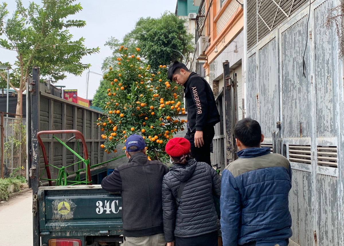 Lãnh đạo UBND phường Tứ Liên cho biết, năm 2023, phường sẽ tổ chức Hội chợ Quất cảnh nghệ thuật Tết Dương lịch và Tết Nguyên đán Quý Mão 2023 trên địa bàn. Đây là hoạt động lớn để nhân dân Thủ đô và các tỉnh bạn biết đến địa danh mảnh đất Tứ Liên nhiều hơn, nơi khởi nguồn cây quất cảnh nghệ thuật và duy trì hàng năm nhằm giữ gìn nghề truyền thống. Theo kế hoạch, hội chợ được sẽ được khai mạc từ 9h ngày 30/12/2022 (tức 8/12 âm lịch) tại trụ sở UBND phường Tứ Liên, kéo dài đến hết ngày 21/1/2023.