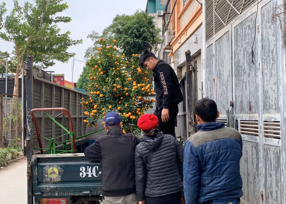 Lãnh đạo UBND phường Tứ Liên cho biết, năm 2023, phường sẽ tổ chức Hội chợ Quất cảnh nghệ thuật Tết Dương lịch và Tết Nguyên đán Quý Mão 2023 trên địa bàn. Đây là hoạt động lớn để nhân dân Thủ đô và các tỉnh bạn biết đến địa danh mảnh đất Tứ Liên nhiều hơn, nơi khởi nguồn cây quất cảnh nghệ thuật và duy trì hàng năm nhằm giữ gìn nghề truyền thống. Theo kế hoạch, hội chợ được sẽ được khai mạc từ 9h ngày 30/12/2022 (tức 8/12 âm lịch) tại trụ sở UBND phường Tứ Liên, kéo dài đến hết ngày 21/1/2023.