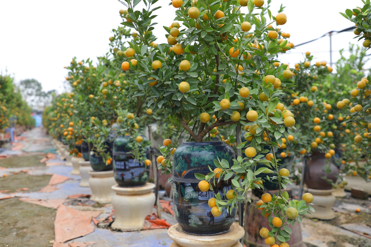 Theo ghi nhận của PV, sáng ngày 29/12, các nhà vườn trồng quất tại làng Tứ Liên đang tất bật với những công đoạn chuẩn bị cuối cùng, lượng người dân tới mua đã khá nhộn nhịp. Thời điểm hiện tại, các nhà vườn đã sẵn sàng cung cấp quất cảnh cho thị trường Tết.