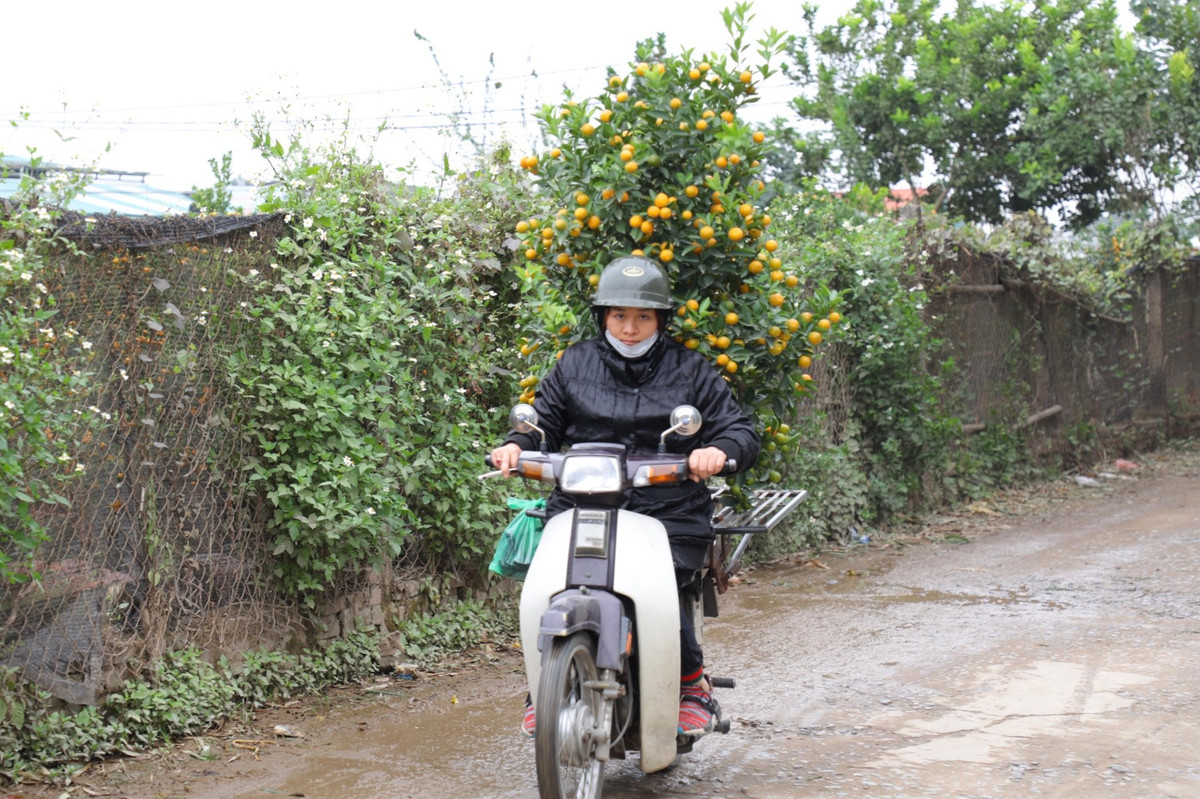 Mặc cho thời tiết Thủ đô rét đậm nhưng người dân vẫn tới tận vườn để lựa chọn cho mình cây quất cảnh ưng ý nhất.