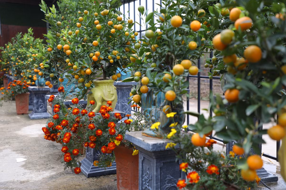 Những chậu quất bonsai mini được trang trí thêm tiểu cảnh là những bông hoa cúc trông rất đẹp mắt.