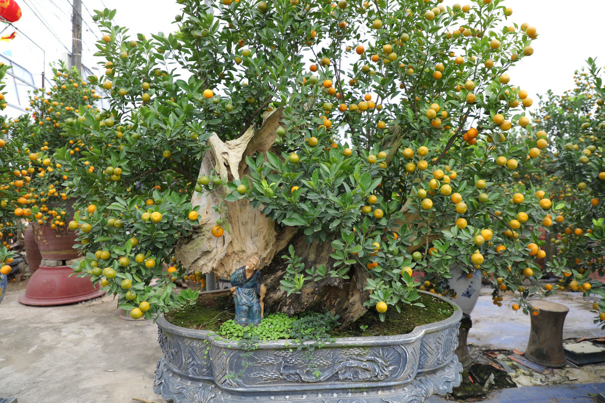 Chậu quất cảnh thế độc được anh Tú dày công chăm sóc, có giá 25 triệu đồng.