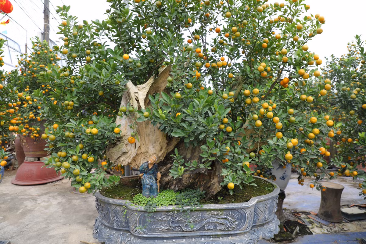 Chậu quất cảnh thế độc được anh Tú dày công chăm sóc, có giá 25 triệu đồng.