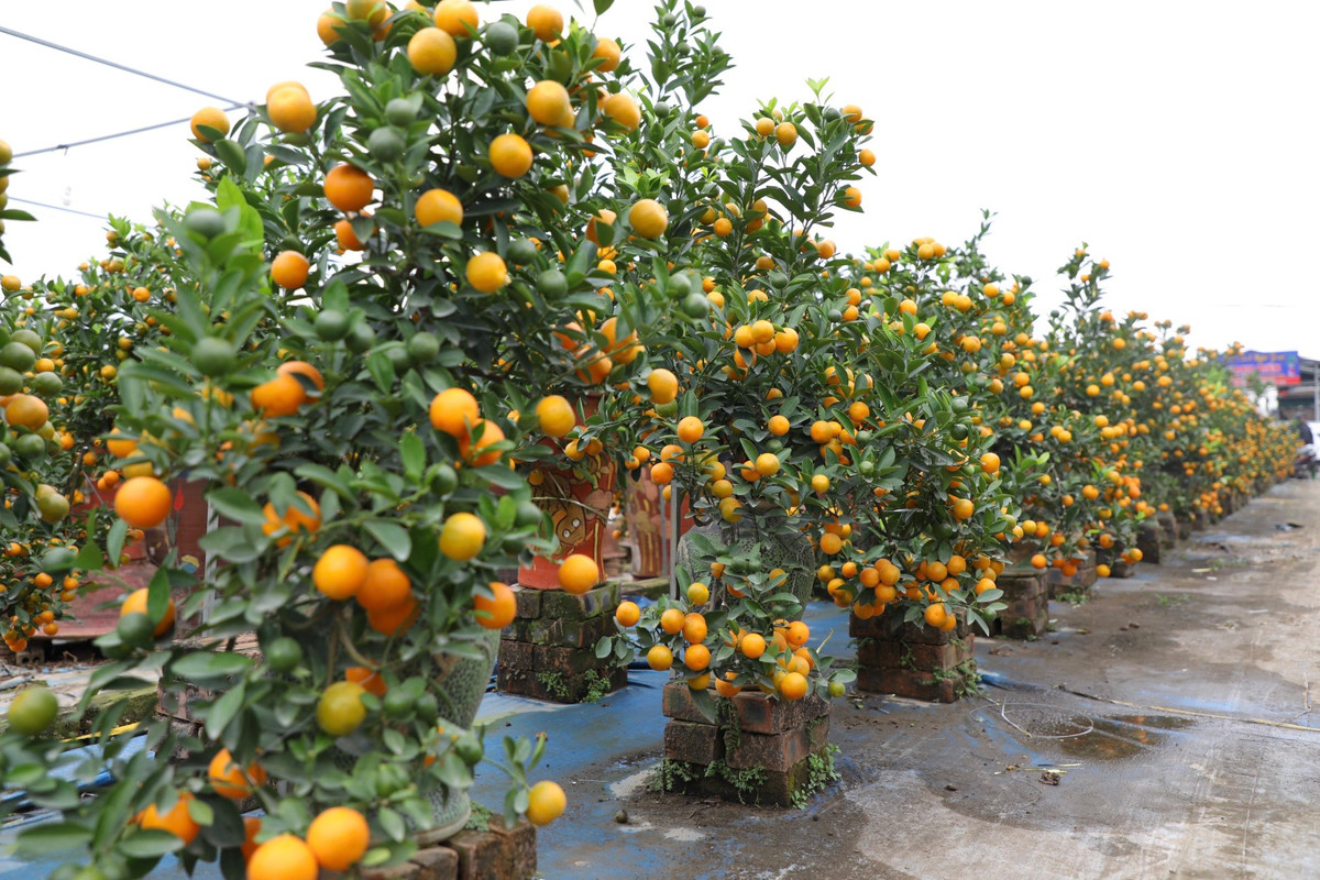 Làng quất cảnh Tứ Liên có đủ các loại quất như quất bonsai, quất chum, quất kí đá... Theo các chủ vườn, quất cảnh năm nay giá tăng hơn một chút so với năm trước. Cây quất bonsai mini có giá giao động từ 0,8 - 1 triệu đồng/cây.