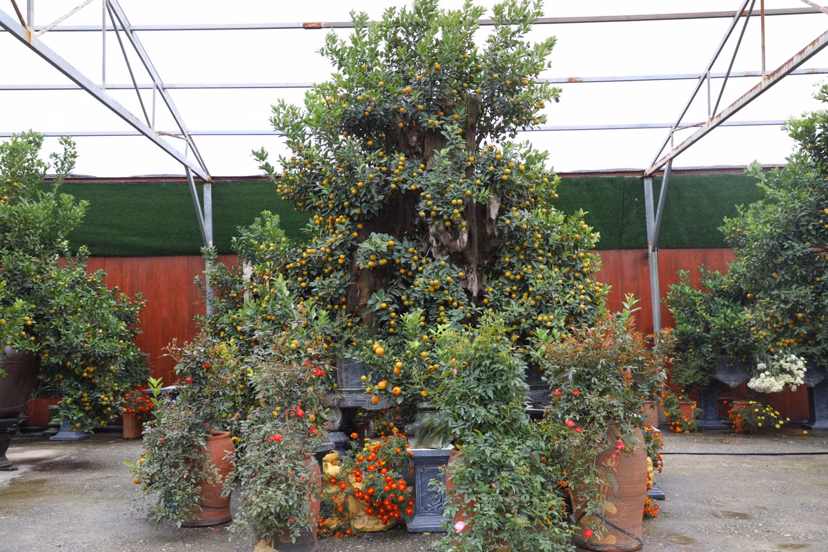 Một nhà vườn tại làng quất Tứ Liên bày bán "siêu phẩm" quất cảnh chiều cao hơn 3m, có tới gần nghìn quả, được chào giá lên đến 65 triệu đồng.