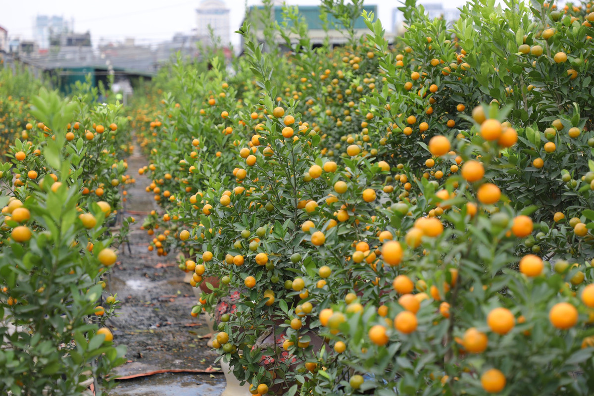 Làng nghề truyền thống quất cảnh Tứ Liên (quận Tây Hồ, Hà Nội) hiện có hơn 400 hộ, diện tích lên tới gần 30 ha, mỗi nhà vườn khoảng 1000 m2, số lượng gốc quất khoảng vài trăm đến cả nghìn cây. Năm nay, các nhà vườn ở Tứ Liên có khoảng 100.000 gốc quất.