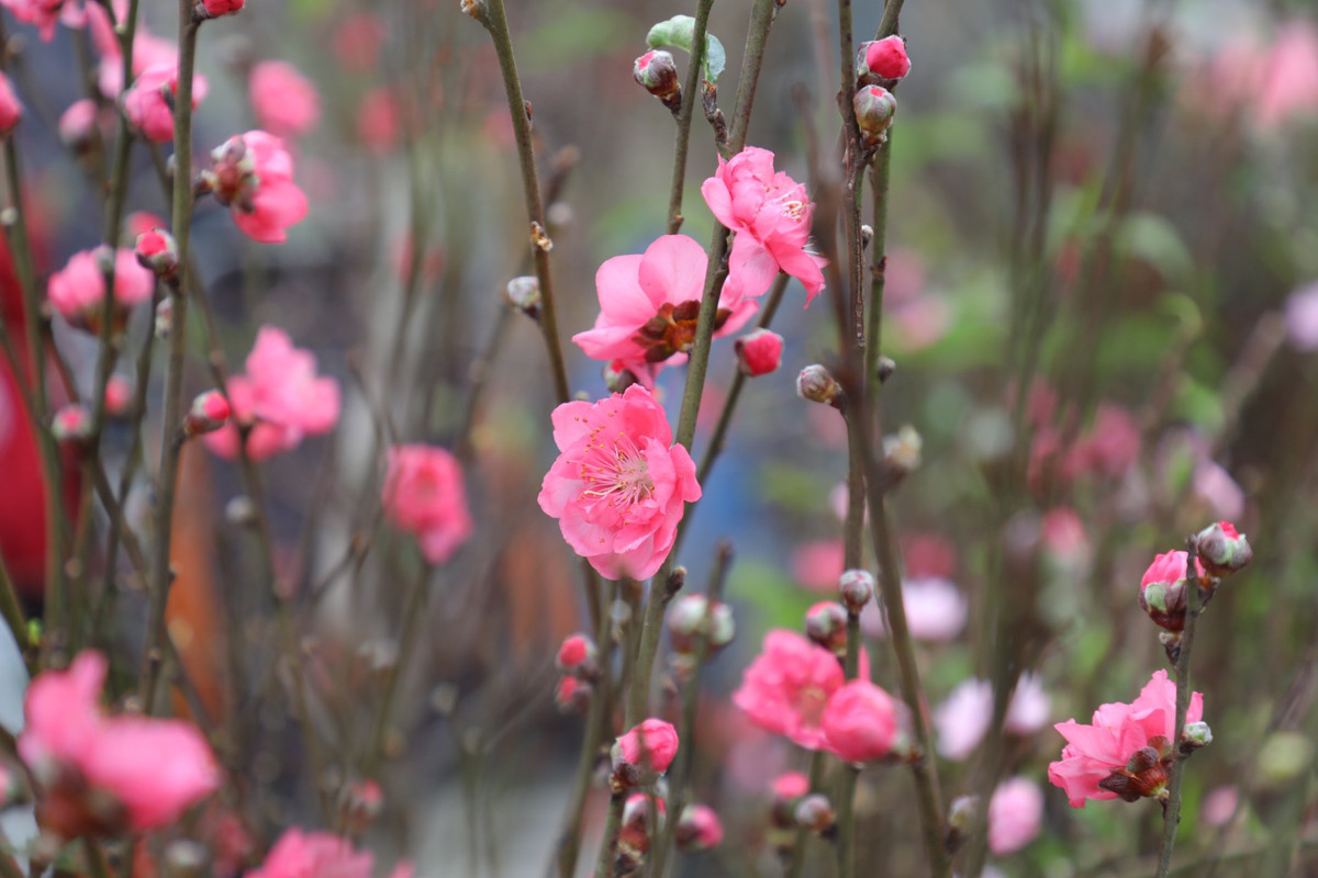 Đây là lứa đào được người nông dân ép nở sớm hơn chính vụ một tháng để cho kịp Tết Dương lịch.