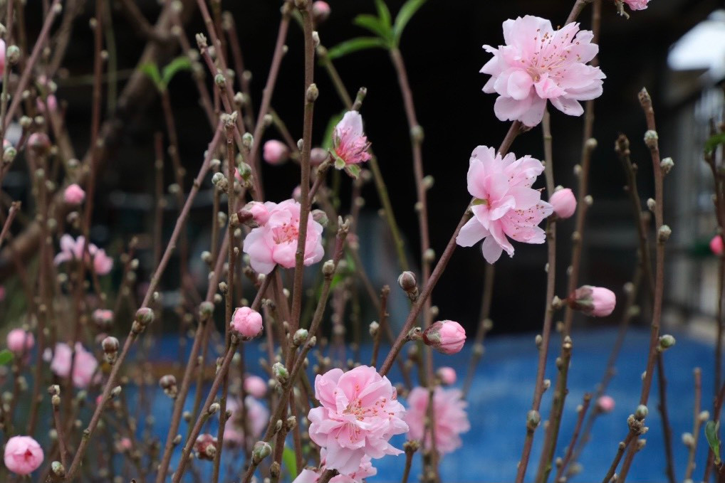 Những nụ hoa đào phai đã bung nở khoe sắc rực rỡ.