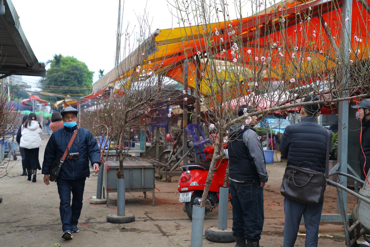 Còn gần một tháng nữa mới đến Tết Quý Mão 2023, nhưng tại chợ hoa Quảng An(quận Tây Hồ - Hà Nội) các tiểu thương đã bày bán hàng nghìn cành đào các loại, phục vụ nhu cầu chơi Tết sớm của người dân Thủ đô.