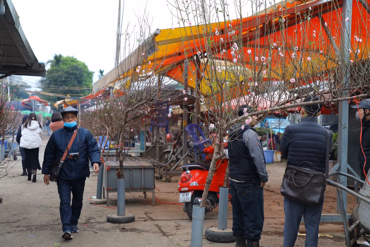 Còn gần một tháng nữa mới đến Tết Quý Mão 2023, nhưng tại chợ hoa Quảng An(quận Tây Hồ - Hà Nội) các tiểu thương đã bày bán hàng nghìn cành đào các loại, phục vụ nhu cầu chơi Tết sớm của người dân Thủ đô.