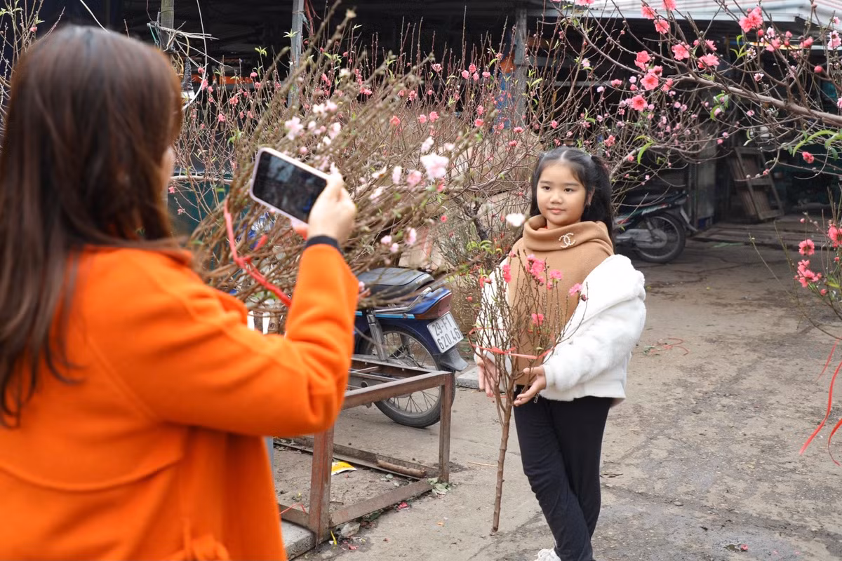 Hoa đào dường như là một món ăn tinh thần không thể thiếu đối với người Việt mỗi khi Tết đến xuân về.