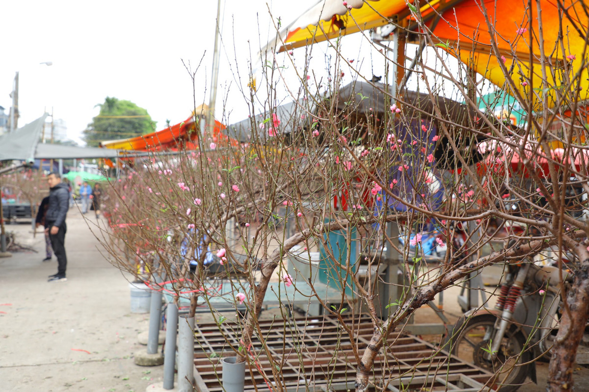 Đào ở đây chủ yếu có nguồn từ Nhật Tân. Chủ yếu bày bán là đào bích và đào phai, đào trắng cũng có nhưng số lượng chỉ vài gốc.