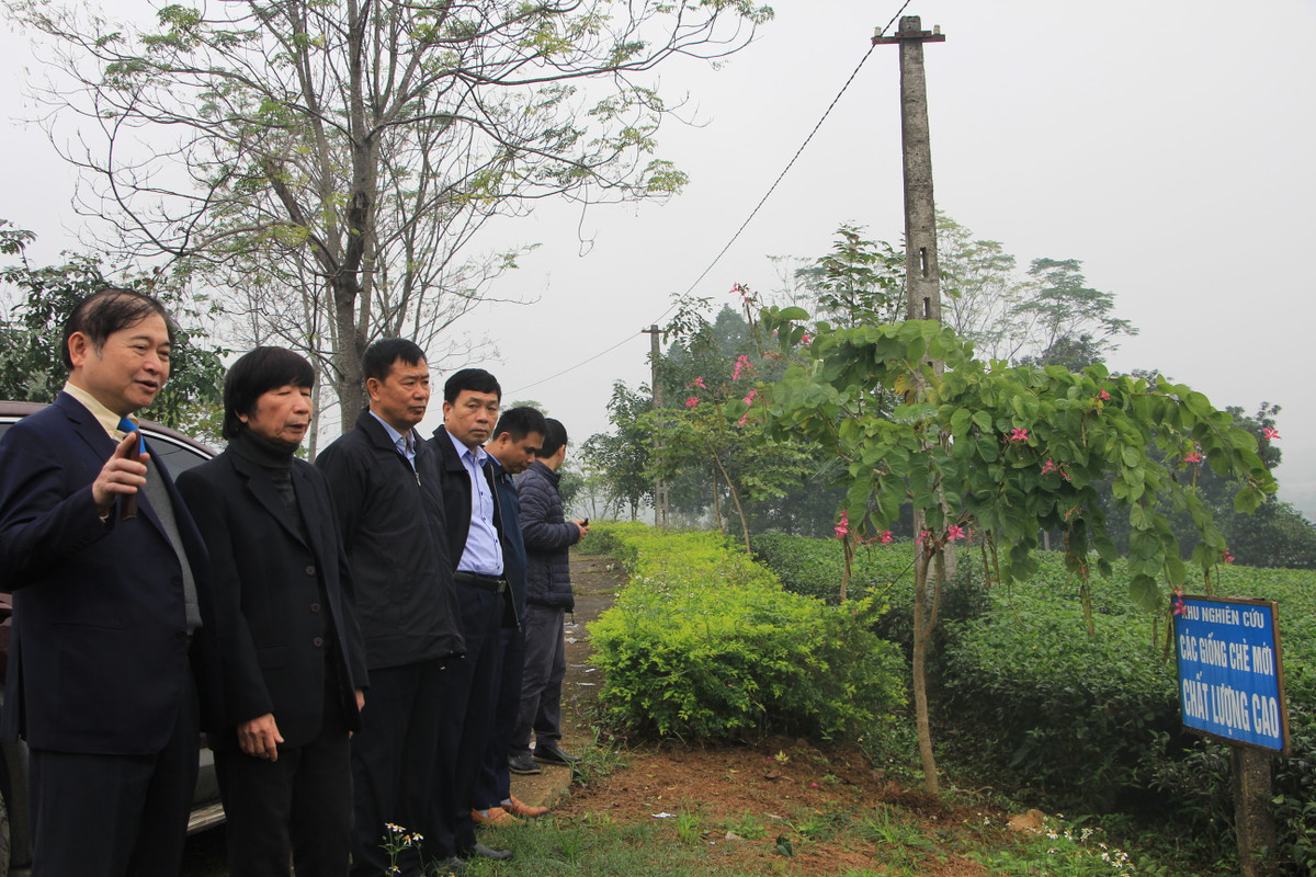 Hội sẽ tư vấn các giải pháp khoa học công nghệ nâng cao hiệu quả sản xuất Chè đen xuất khẩu đáp ứng thị trường quốc tế. Tư vấn các giải pháp khoa học công nghệ sản xuất Chè theo chuỗi giá trị sản xuất nông nghiệp tuần hoàn, hữu cơ trong vùng sản xuất Chè... Đặc biệt, sẽ phát triển đa dạng hóa sản phẩm Chè như Chè dược thảo, Chè mỹ phẩm, Chè đóng chai...