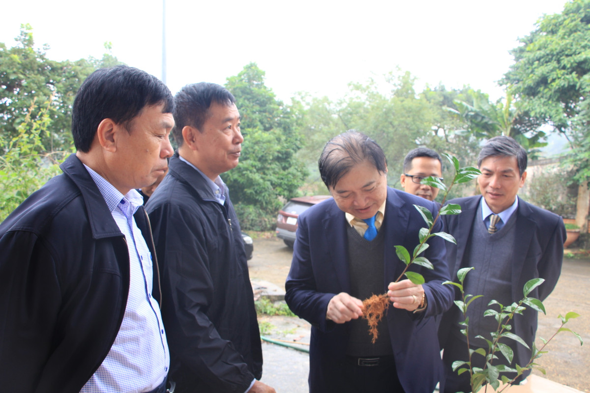 Thời gian tới, Hội KHCN Chè Việt Nam cũng sẽ tập trung hoạt động phổ biến kiến thức các quy trình kỹ thuật trồng, chăm sóc các giống chè mới, quy trình sản xuất chè hữu cơ.