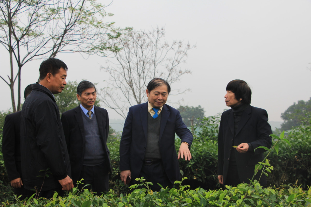 TS Đỗ Văn Ngọc cho biết, trong giai đoạn 2023 - 2025, Hội KHCN Chè Việt Nam sẽ tập trung triển khai tư vấn, phản biện trong phát triển khoa học công nghệ chè theo hướng khai thác hiệu quả lợi thế cây chè Việt Nam tại các tỉnh trung du miền núi phía Bắc. Chú ý các giải pháp khoa học công nghệ trong khai thác phát triển các vùng Chè san núi cao, tạo sản phẩm Chè hữu cơ đặc sắc Việt Nam.